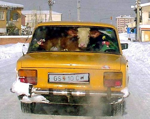 Kuhauto