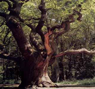 Der Baum