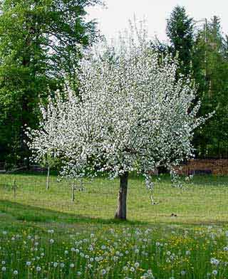 Frühlingserwachen