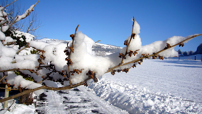 Zweig voller Schnee